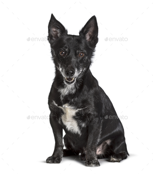 Mixedbreed , Jack Russell, sitting against white background Stock