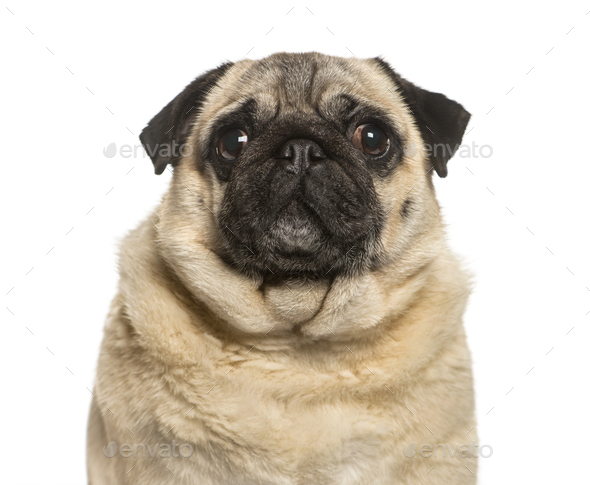 fat pugs for sale