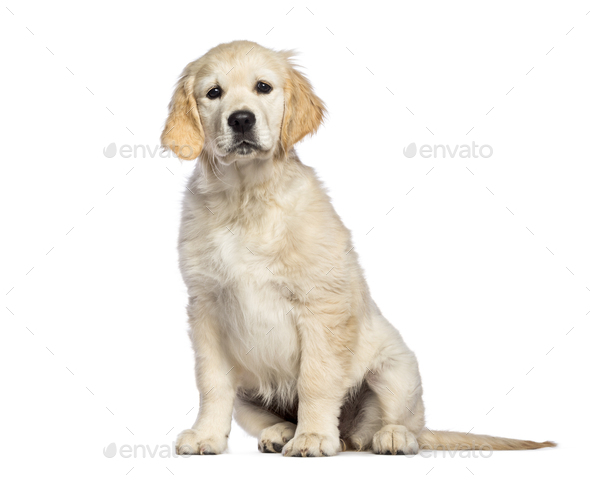Golden Retriever 3 Months Old Sitting In Front Of White Background Stock Photo By Lifeonwhite