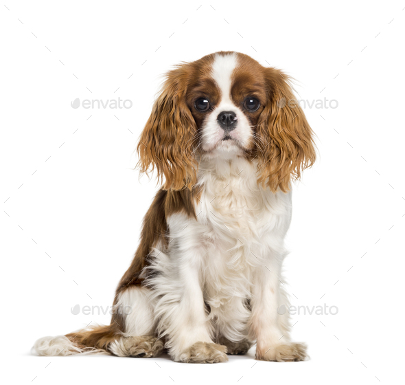 king cavalier spaniel puppy