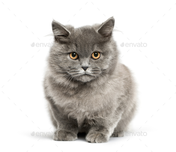 British Shorthair 5 Months Old In Front Of White Background