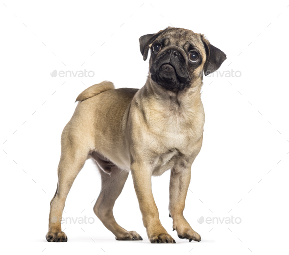 4 month sale old pug