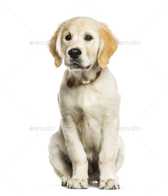 Golden Retriever 3 Months Old Sitting In Front Of White Background Stock Photo By Lifeonwhite