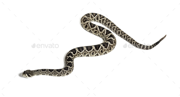 western diamondback rattlesnake or Texas diamond-back, venomous snake ...