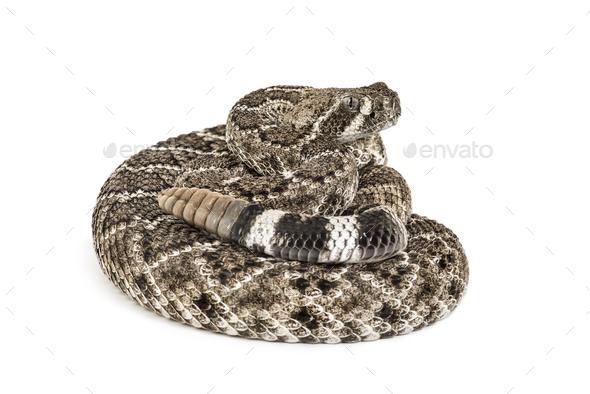 western diamondback rattlesnake or Texas diamond-back, venomous snake ...