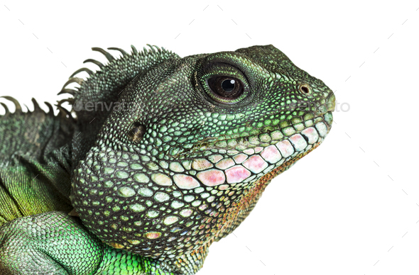 Chinese water dragon , Physignathus cocincinus, is a species of agamid against white background - Stock Photo - Images