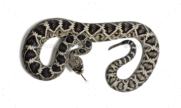 western diamondback rattlesnake or Texas diamond-back, venomous snake  against white background Stock Photo by Lifeonwhite