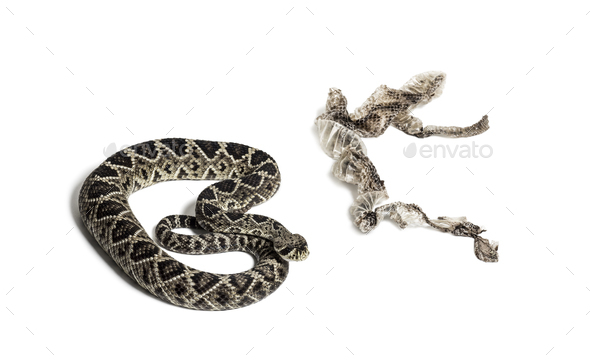 western diamondback rattlesnake or Texas diamond-back, venomous snake against white background