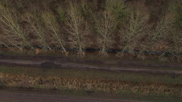 Starting with a topview of a line of empty trees without leaves and slowly moving to a sideview alt