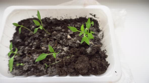 Seedling Red Pepper in a Container Preparing for Spring Planting Growing Green Sprouts for the alt