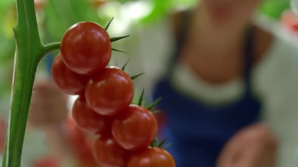 Farm Worker Harvesting Tomatoes Closeup on Sunny Countryside Plantation Concept alt