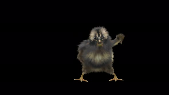 28 Baby Chicks Dancing 4K alt