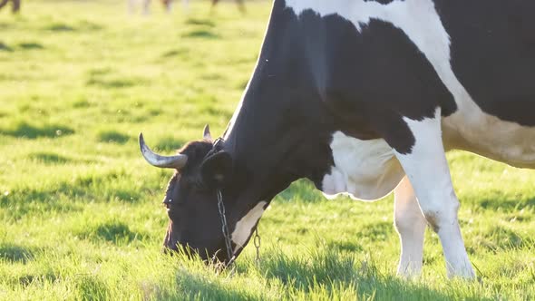 Milk Cow Grazing on Green Farm Pasture on Summer Day alt