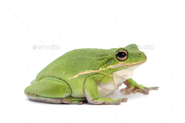 Giant flying frog isolated on white background