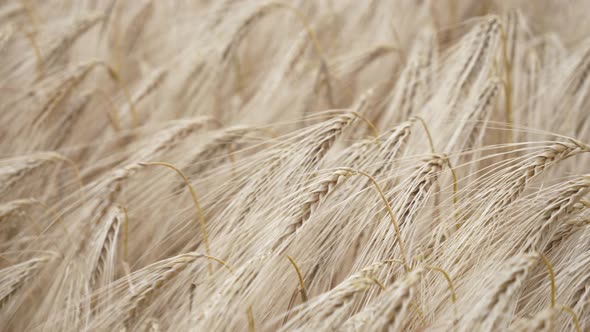 Closeup view on field of ripened wheat against in Ukraine