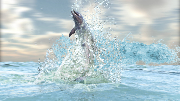 Dolphin In The Sea