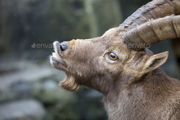 Alpine ibex, wild goat animal on blurred background Stock Photo by  Edwin-Butter