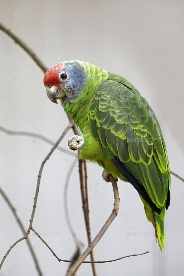 Red Tailed Amazon Parrot In Nature Stock Photo By Edwin Butter Photodune,Beige Color Aesthetic
