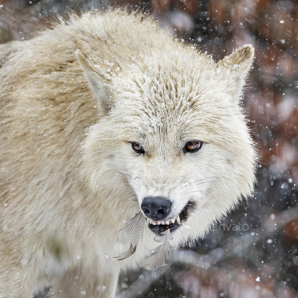 side view of wild wolf animal showing teeth in natural habitat in ...