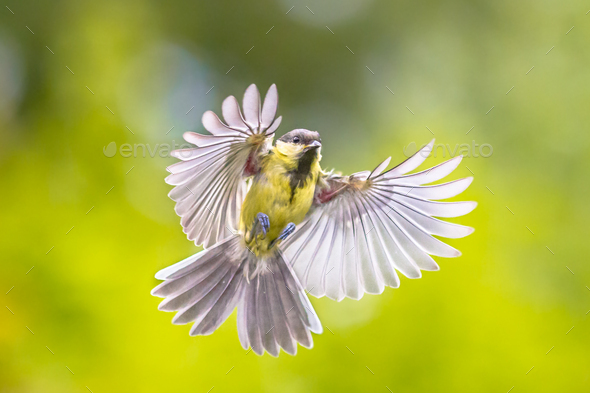 Bird in flight on bright green background - Stock Photo - Images