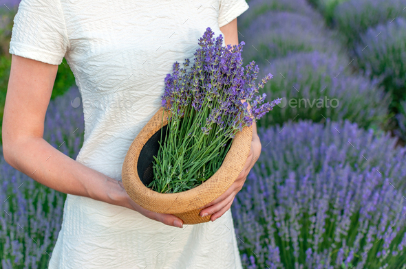 Wedding lavender bouquet - Stock Photo - Images
