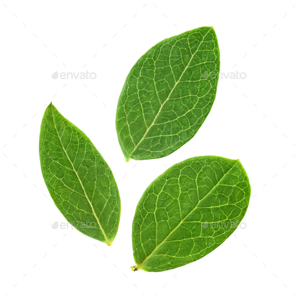 Three blueberry leaves isolated on white background Stock Photo by Ha4ipuri