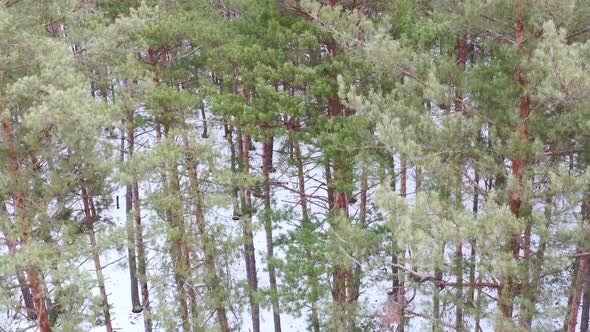 Crane Boom Shot of Pine Tree Trunks in Spring Forest  Moving Down alt