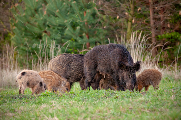 Wild sow with little stripped piglets grazing in fresh spring nature - Stock Photo - Images