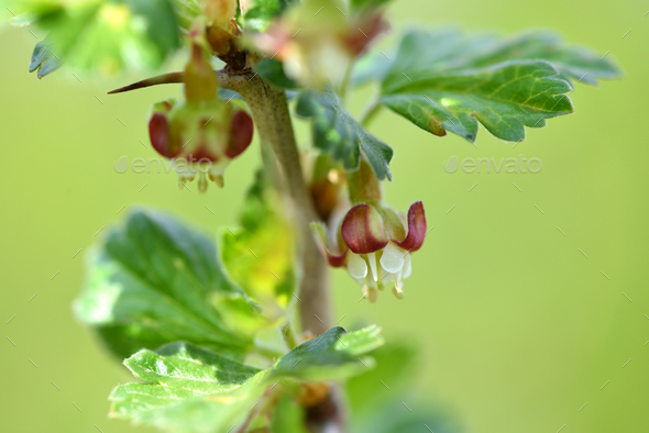 Flowers of gooseberry, Ribes uva-crispa, selective focus - Stock Photo - Images