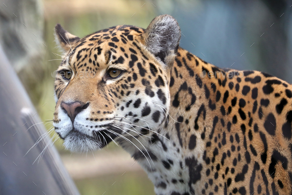 Jaguar close up portrait