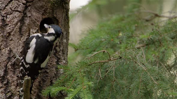 CLOSEUP, A female woodpecker flies to the nest with food for its hungry young alt