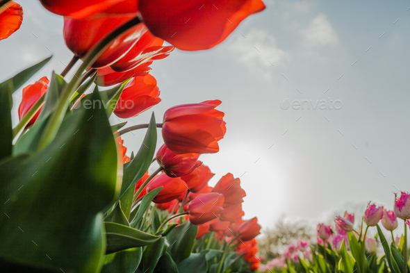 tulips field agriculture holland - Stock Photo - Images