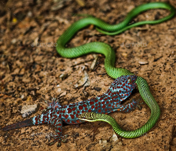 reptile fight - Stock Photo - Images