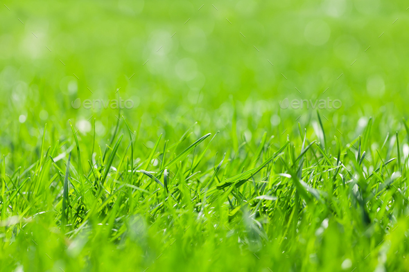 Green grass background Stock Photo by karandaev | PhotoDune