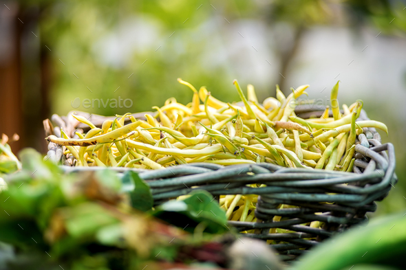 Rustic basket of freshly harvested yellow beans - Stock Photo - Images
