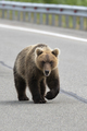 Hungry Wild Kamchatka Brown Bear Walking Along an Asphalt Road - PhotoDune Item for Sale