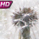 Glade Of Fluffy Dandelions - VideoHive Item for Sale