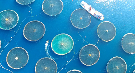 Fish farm stock footage