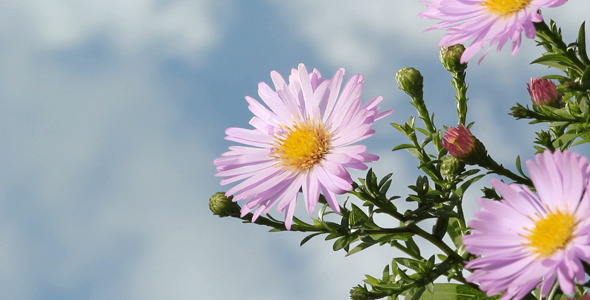 Asteraceae