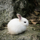 White cute little rabbit - PhotoDune Item for Sale
