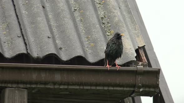 Common Blackbird And Rain