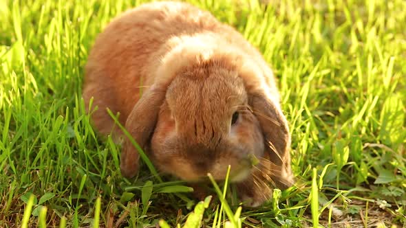 Lop-eared rabbit jumps on the lawn and chews the grass. Dwarf rabbit breed ram at sunset. 