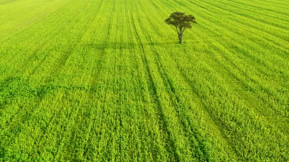 Lonely Tree On Big Green Field, Drone Stock Footage Be Drone Rune 4 alt