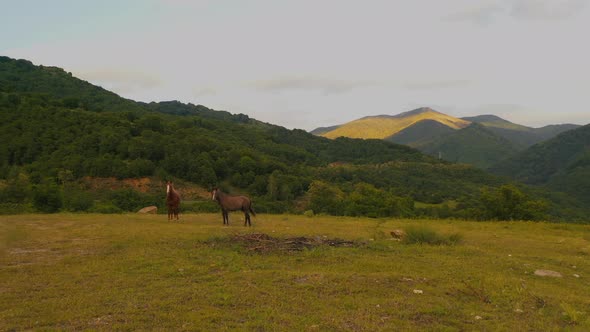 Two Horse in Green Woods