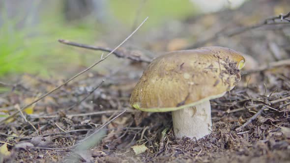 Man Picking Mushrooms in the Forest alt