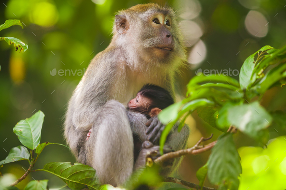 Crab-eating macaque Macaca fascicularis in Gunung Leuser National Park, Sumatra, Indonesia - Stock Photo - Images