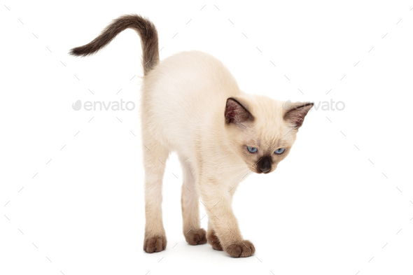 Siamese kitten arched back