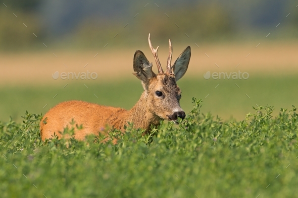 Roe deer hiding in the bush in the summer from low angel view with copyspace - Stock Photo - Images