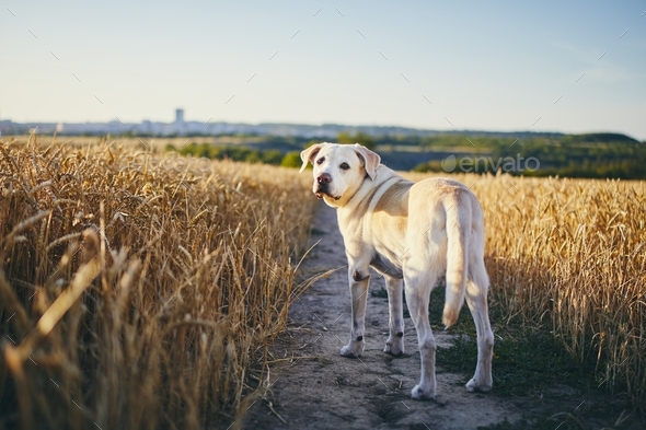 Dog in heat summer day - Stock Photo - Images