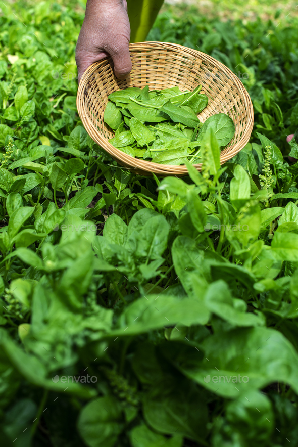 Gardner picking spinach in organic farm Stock Photo by deyangeorgiev